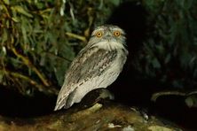 Tawny Frogmouth keeping a watchful eye in the night