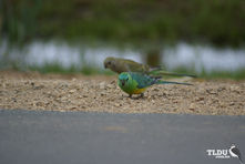 Turquoise Parrot