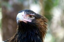 Wedge Tailed Eagle