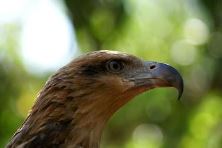 Wedge Tailed Eagle