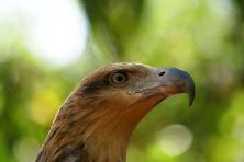 Wedge Tailed Eagle