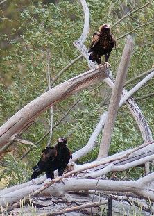 Wedge Tailed Eagle