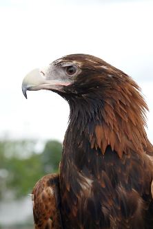 Wedge Tailed Eagle