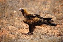 Wedge Tailed Eagle