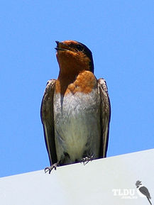 Welcome Swallow