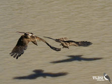 Whistling Kite