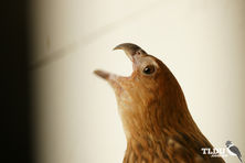 Whistling Kite