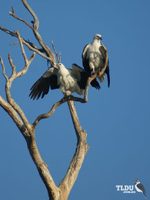 White Bellied Sea Eagle