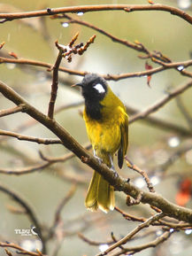 Cheeky White Eared Honeyeater - The Land Down Under