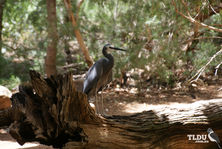 White Faced Heron