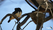 Willie Wagtail