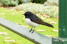 Willie Wagtail of The Land Down Under - Australia