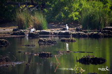 Yellow billed Spoonbill