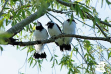 Young magpie larks high in the trees safe while the parents gather food.