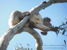 3 year old young male koala showing his scent gland