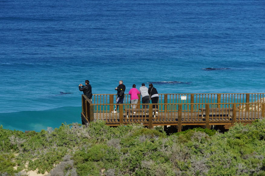 Head of Bight Whale Watching