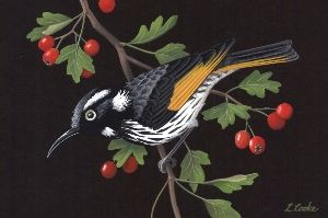  Lyn Cooke Wildlife Artist - New Holland Honeyeater and Hawthorn
