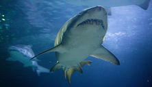 Aquarium of Western Australia Grey Nurse Shark