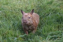 Australian Wombat Rehabilitation Centre - Wombat with Mange