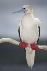 Red Footed Booby - Bird N Nature Week - Christmas Island