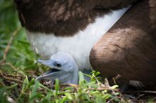 Bird N Nature Week - Christmas Island - Chris Bray Photography CITA