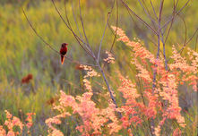 Birdwatching - Crimson Finch - Arnhem Land NT - Venture North