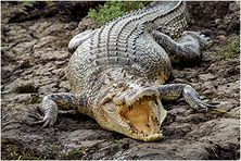 Croc Basking - Yellow Waters - Natures Image Photography