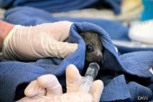 Flying Fox receiving veterinary care from Help For Wildlife