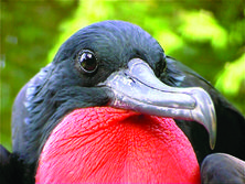 Frigate with Pouch - Max Orchard - Bird N Nature Week - Christmas Island