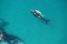 Head of Bight Southern Right Whale and White Calf