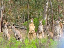 Kangaroo mob with Echidna Walkabout Tours