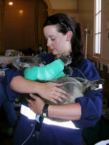 Koala receives medical care and kindness