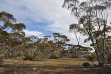 NHSSA - scene of the mallee habitat on Moorunde Wildlife Reserve