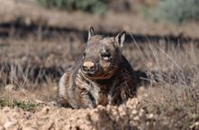 NHSSA - southern hairy-nosed wombat (Lasiorhinus latifrons) on Moorunde Wildlife Reserve