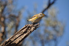 NHSSA - striated pardalote (Pardalotus striatus) on Moorunde Wildlife Reserve