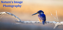 Natures Image Photography - Kingfisher