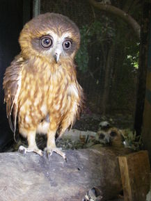 Owl in Care at Kimberley Wildlife Rescue