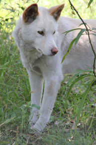 Potoroo Palace Native Animal Education Sanctuary Dingo