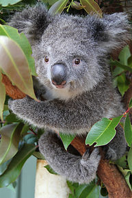 Potoroo Palace Native Animal Education Sanctuary Koala