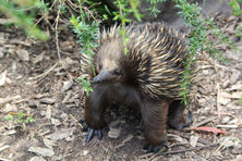 Potoroo Palace Native Animal Education Sanctuary - Echidna