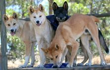 The Dingo Discovery Sanctuary and Research Centre Dingoes