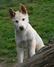 The Dingo Discovery Sanctuary and Research Centres young dingo