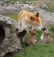 The Dingo Discovery Sanctuary and Research Centre - Dingo caring for pups