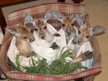 The Kangaroo Sanctuary - Bundle of Roos