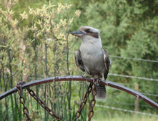 Ungulla Country Garden kookaburra - a regular visitor