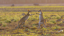 Venture North Nature Based Tours - Northern Territory