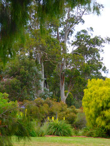 View of Strezlecki Ranges from Ungulla Country Garden