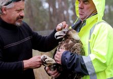 Wedge-tail Eagle receiving medical care at Raptor Refuge