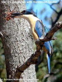 Wildlife Journey - Sacred Kingfisher