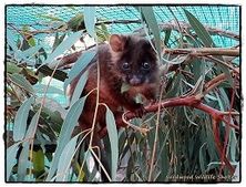 Wildwood Wildlife Rescue - Tara the Possum in Care